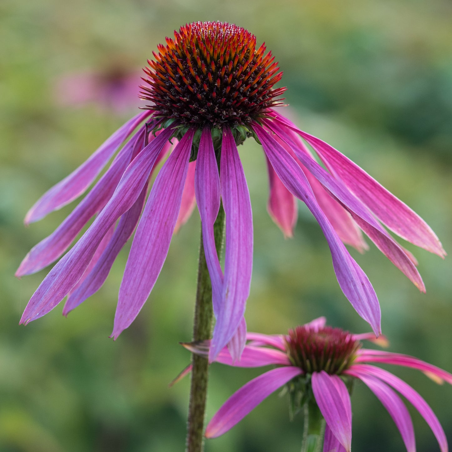 Echinacea purpurea
