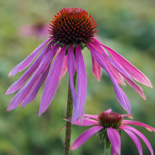Echinacea purpurea