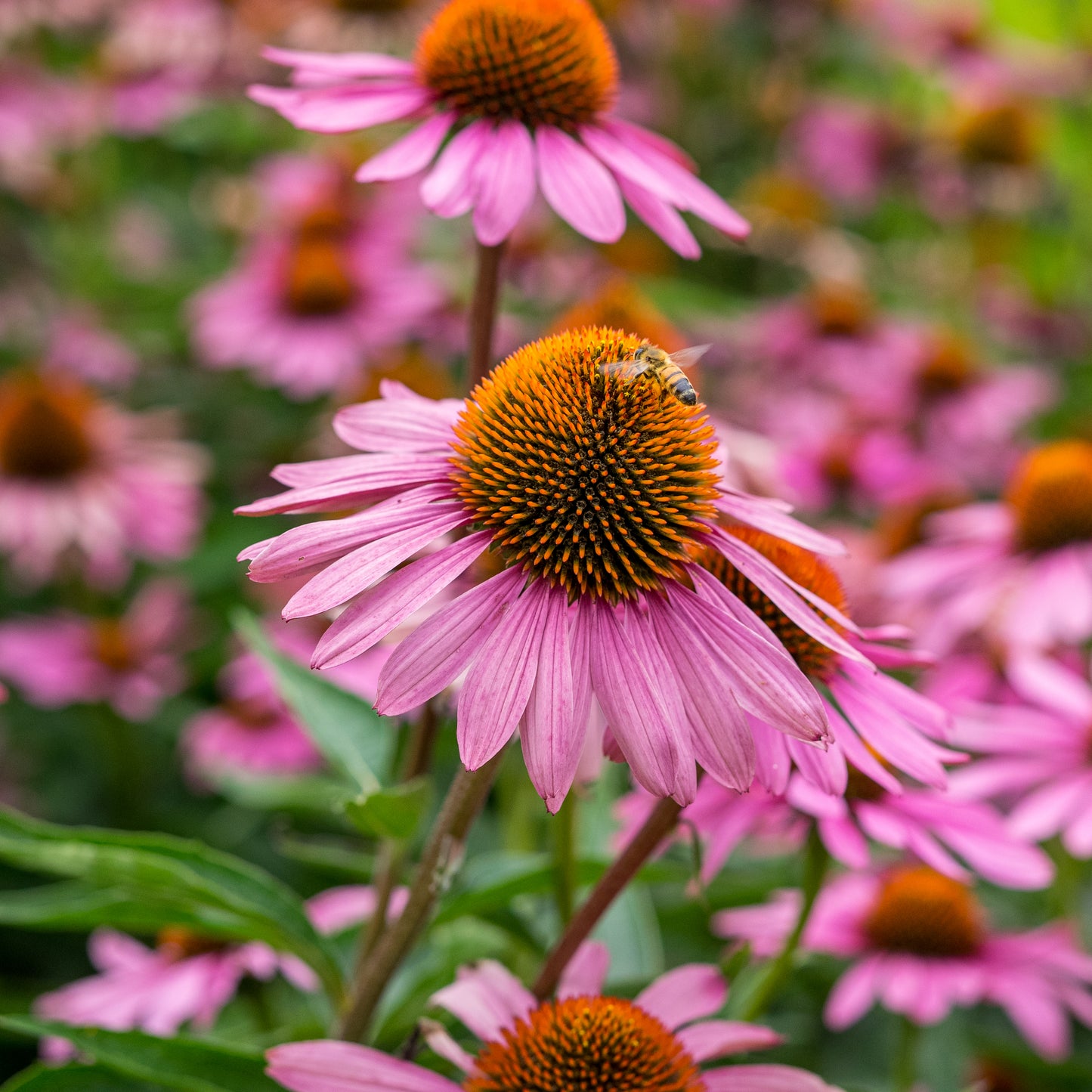 Echinacea purpurea 'Magnus' - Hardy's Cottage Garden Plants