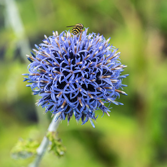 Echinops bannaticus 'Taplow Blue' - Hardy's Cottage Garden Plants