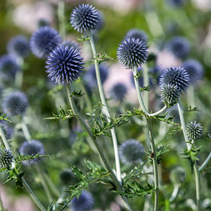 Echinops bannaticus 'Taplow Blue' - Hardy's Cottage Garden Plants
