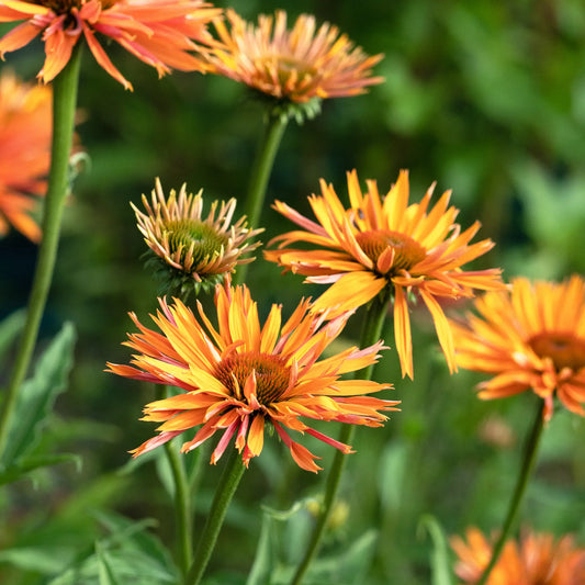Echinacea 'Big Kahuna' PBR - Hardy's Cottage Garden Plants