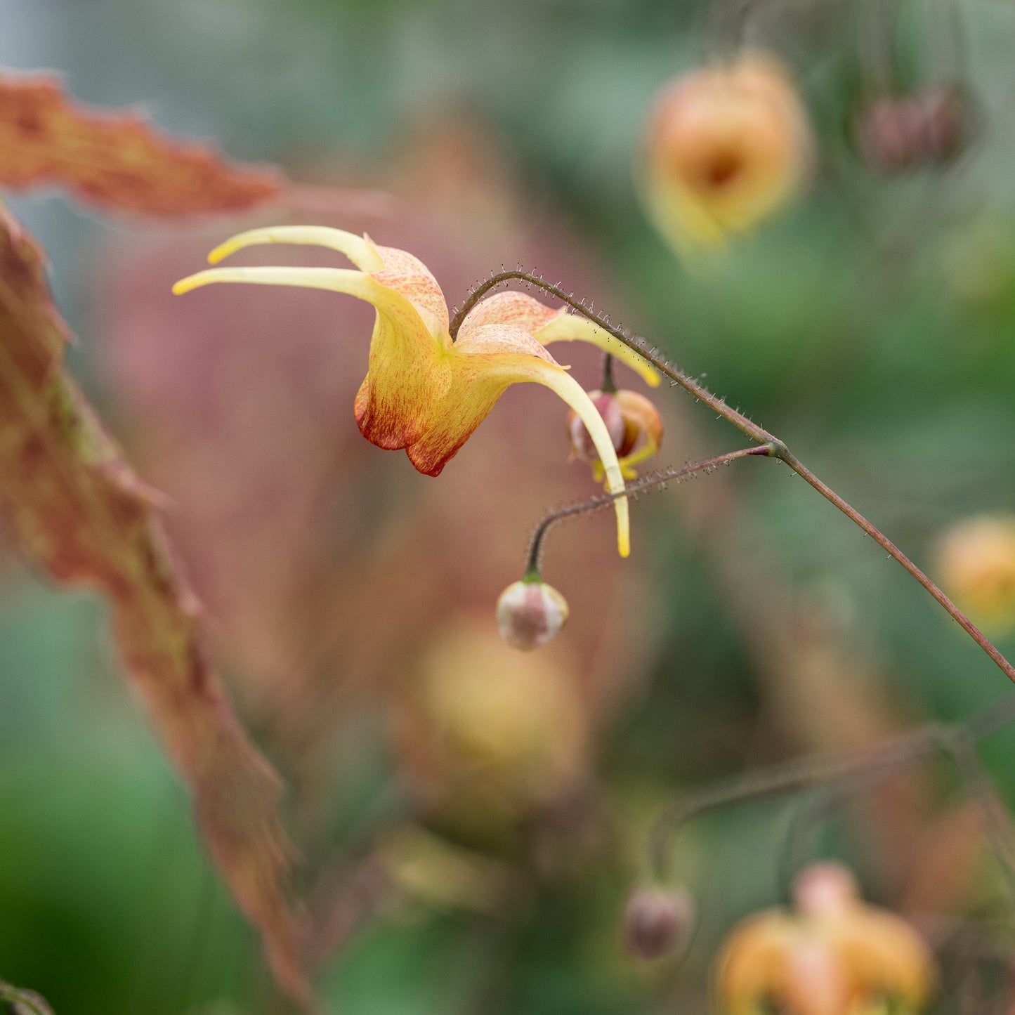 Epimedium 'Amber Queen'