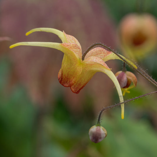 Epimedium 'Amber Queen' - Hardy's Cottage Garden Plants