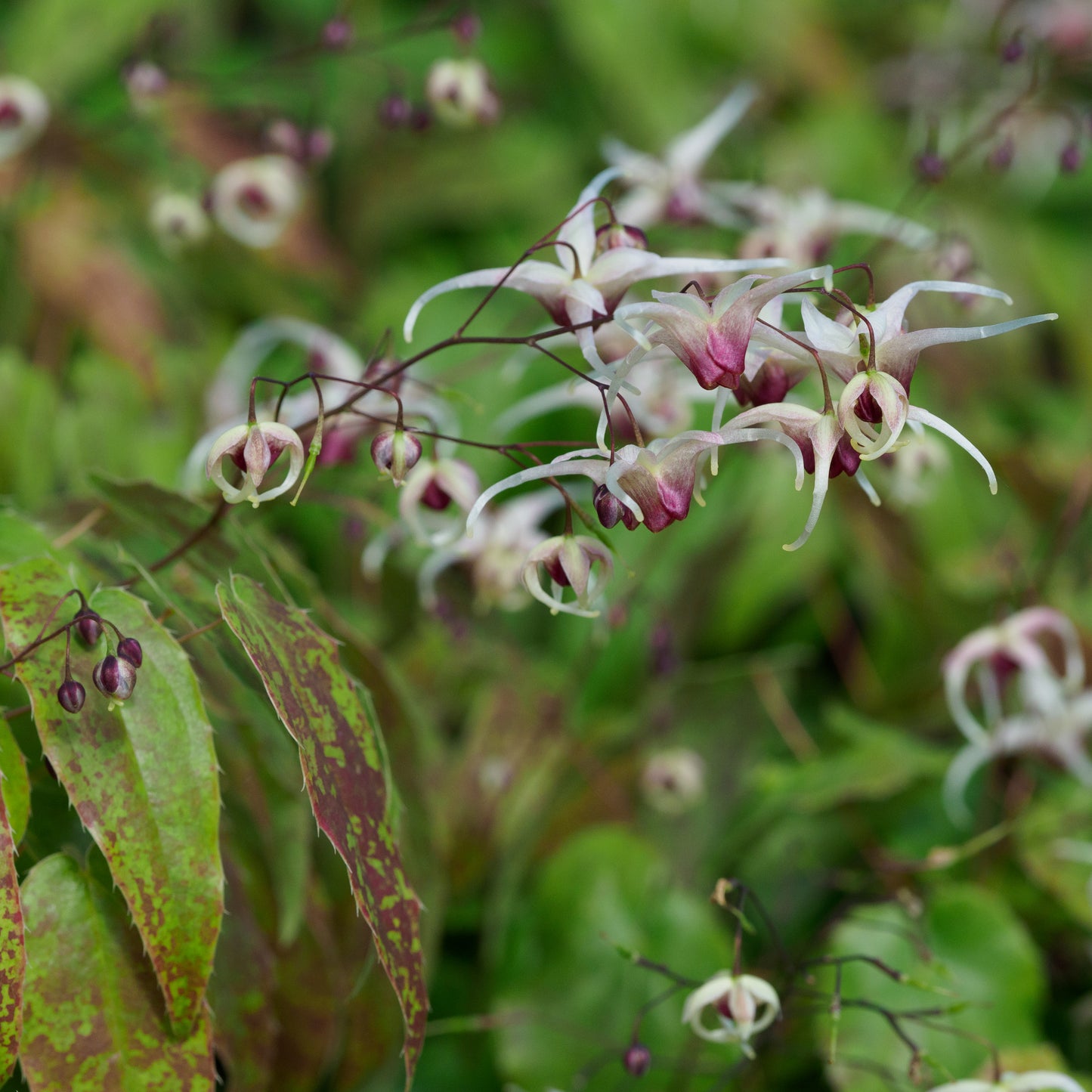 Epimedium 'Domino' - Hardy's Cottage Garden Plants