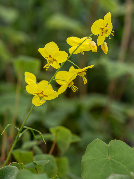 Epimedium pinnatum subsp. colchicum - Hardy's Cottage Garden Plants
