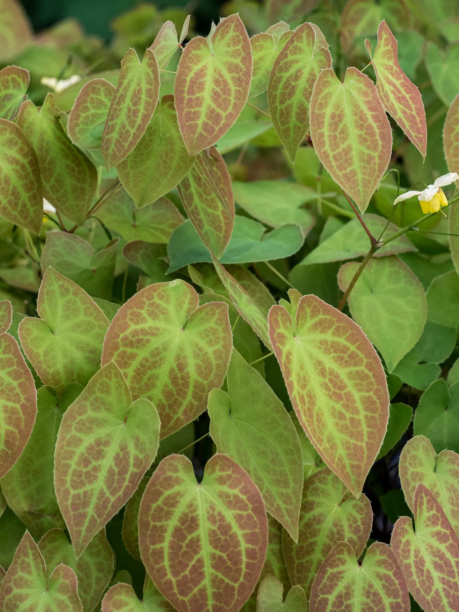 Epimedium × versicolour 'Sulphureum' — heart-shaped leaves with bronze-red mottling and pale green veining forming dense ground cover