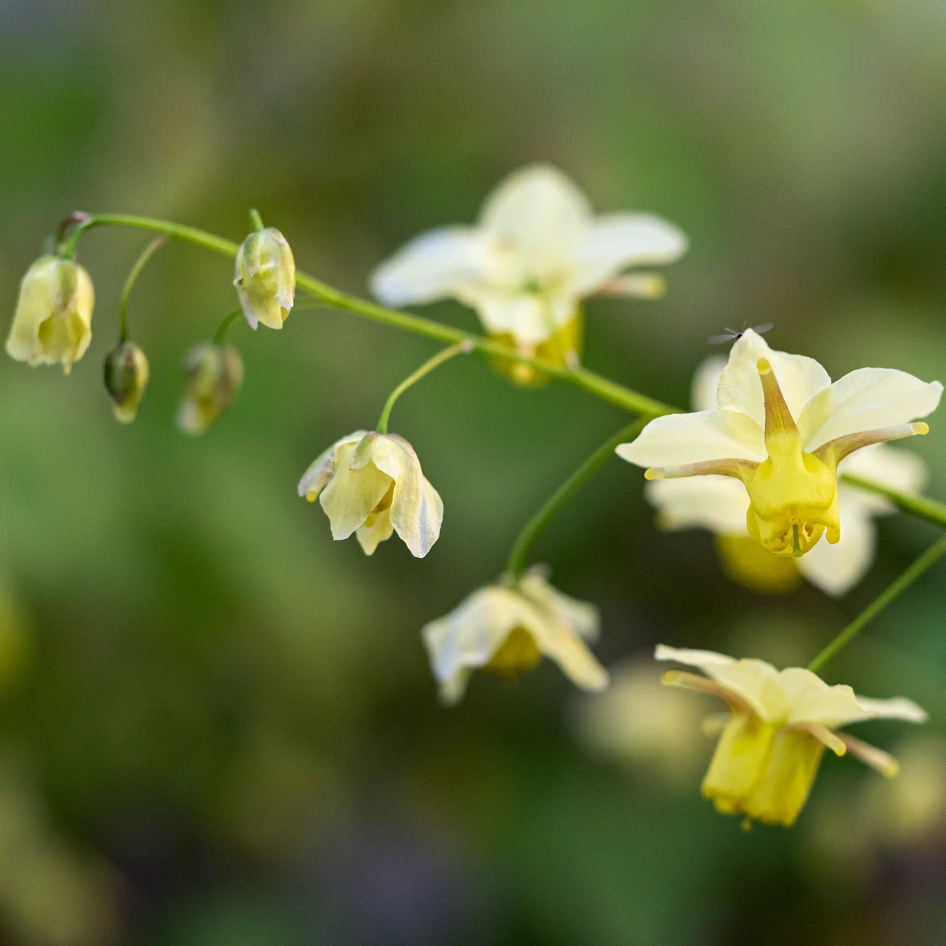 Epimedium × versicolour 'Sulphureum' — delicate pale yellow flowers with spurred petals on slender arching stems
