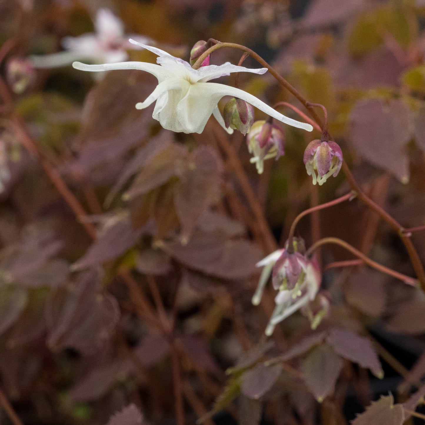 Epimedium grandiflorum - Hardy's Cottage Garden Plants