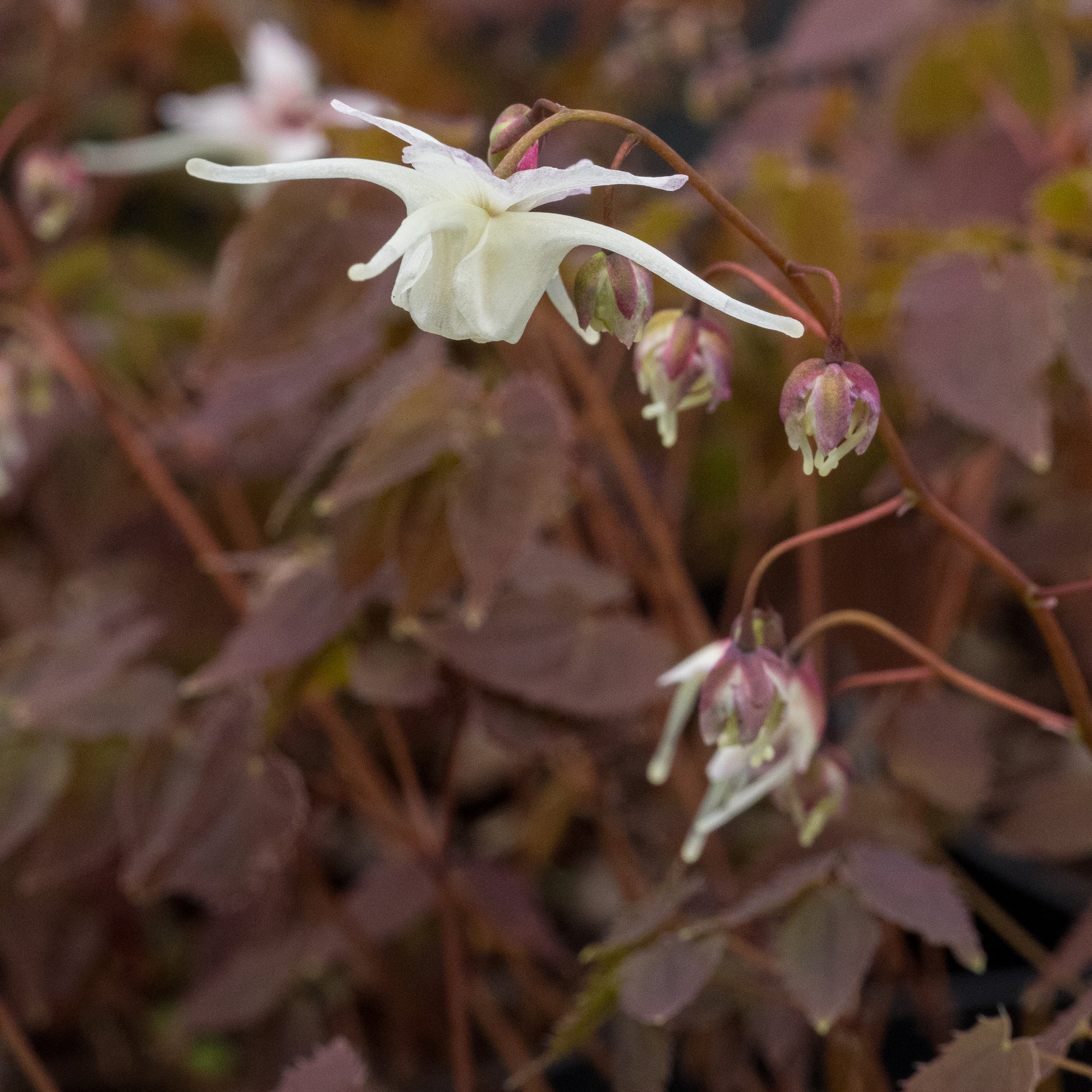 Epimedium grandiflorum - Hardy's Cottage Garden Plants