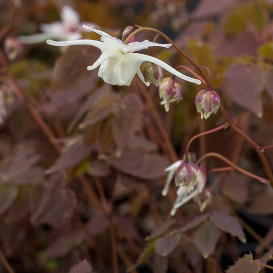 Epimedium grandiflorum