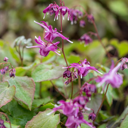 Epimedium grandiflorum 'Lilafee' - Hardy's Cottage Garden Plants