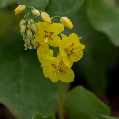 Epimedium pinnatum subsp. colchicum - Hardy's Cottage Garden Plants