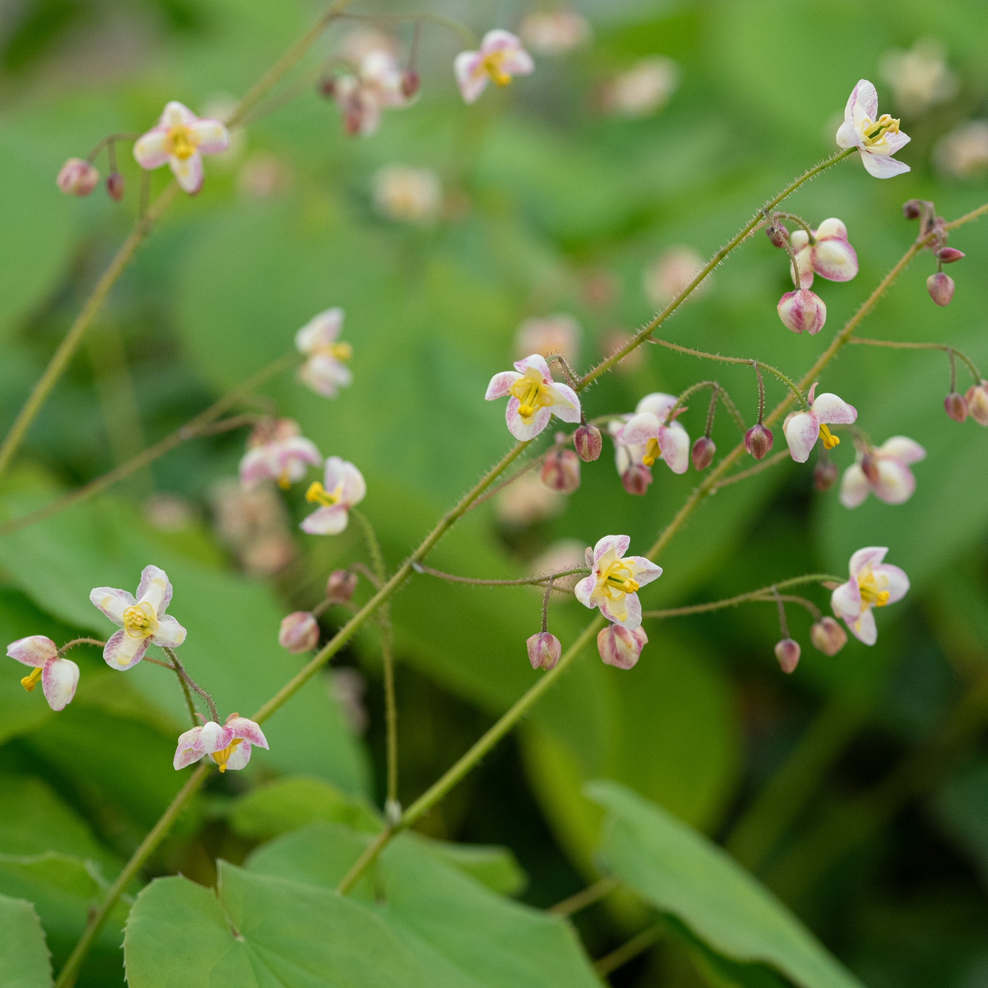 Epimedium pubigerum - Hardy's Cottage Garden Plants