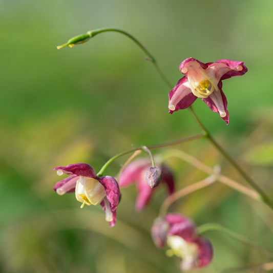 Epimedium x rubrum