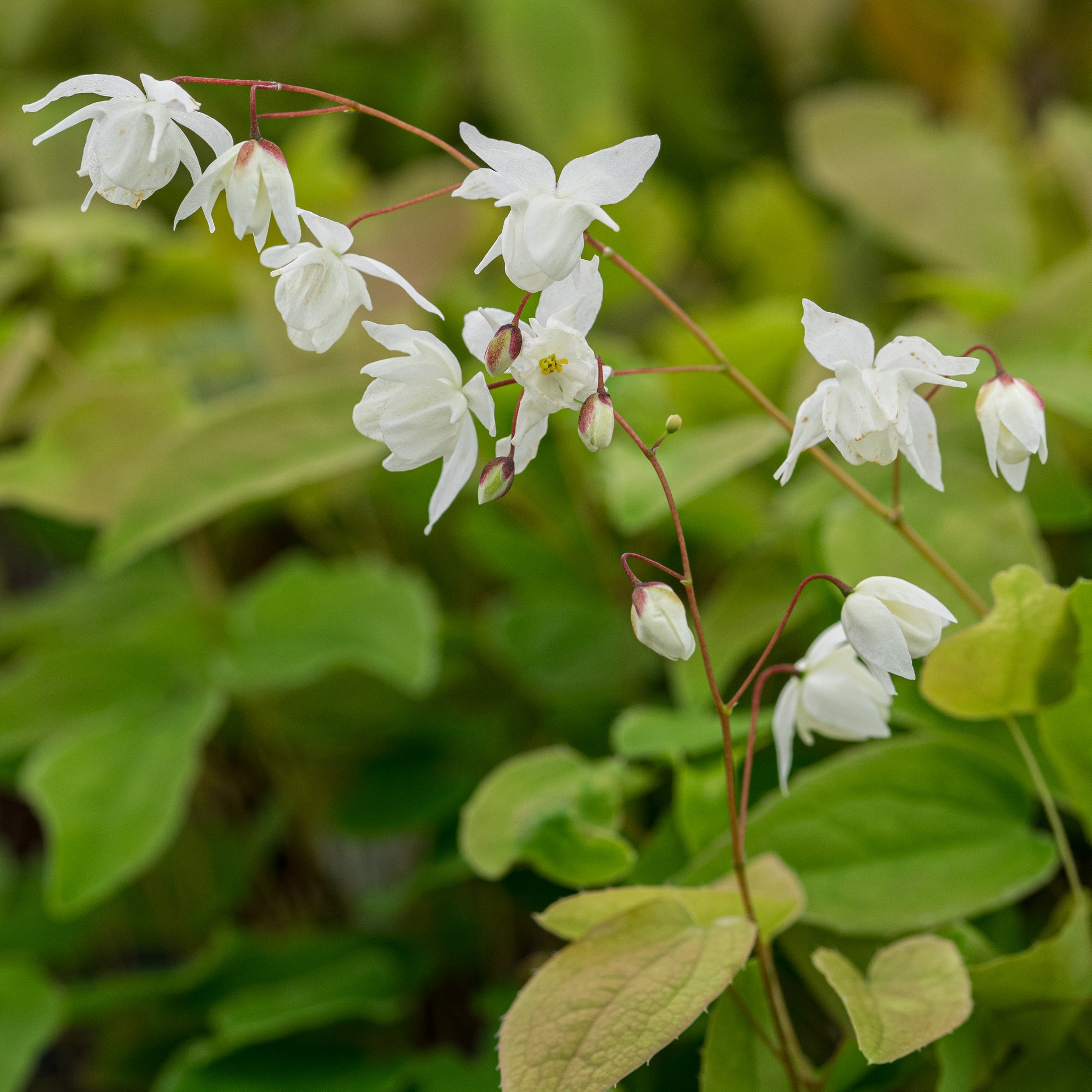 Epimedium x youngianum 'Niveum' - Hardy's Cottage Garden Plants