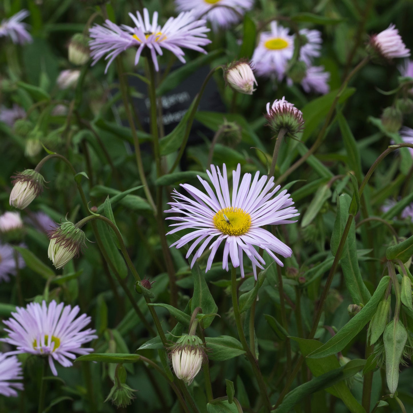 Erigeron 'Quakeress'