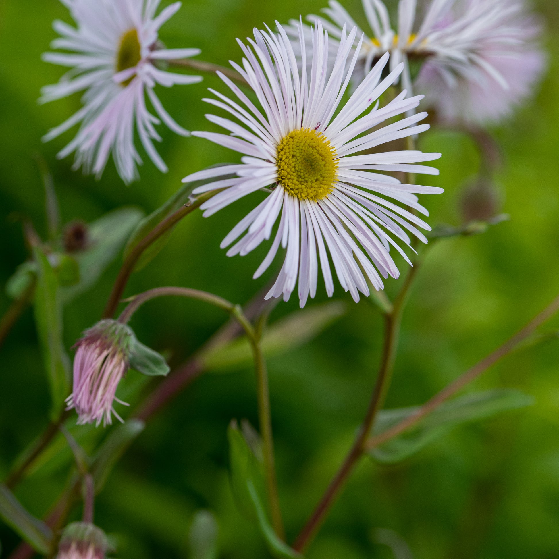 Erigeron 'Sommerneuschnee' - Hardy's Cottage Garden Plants