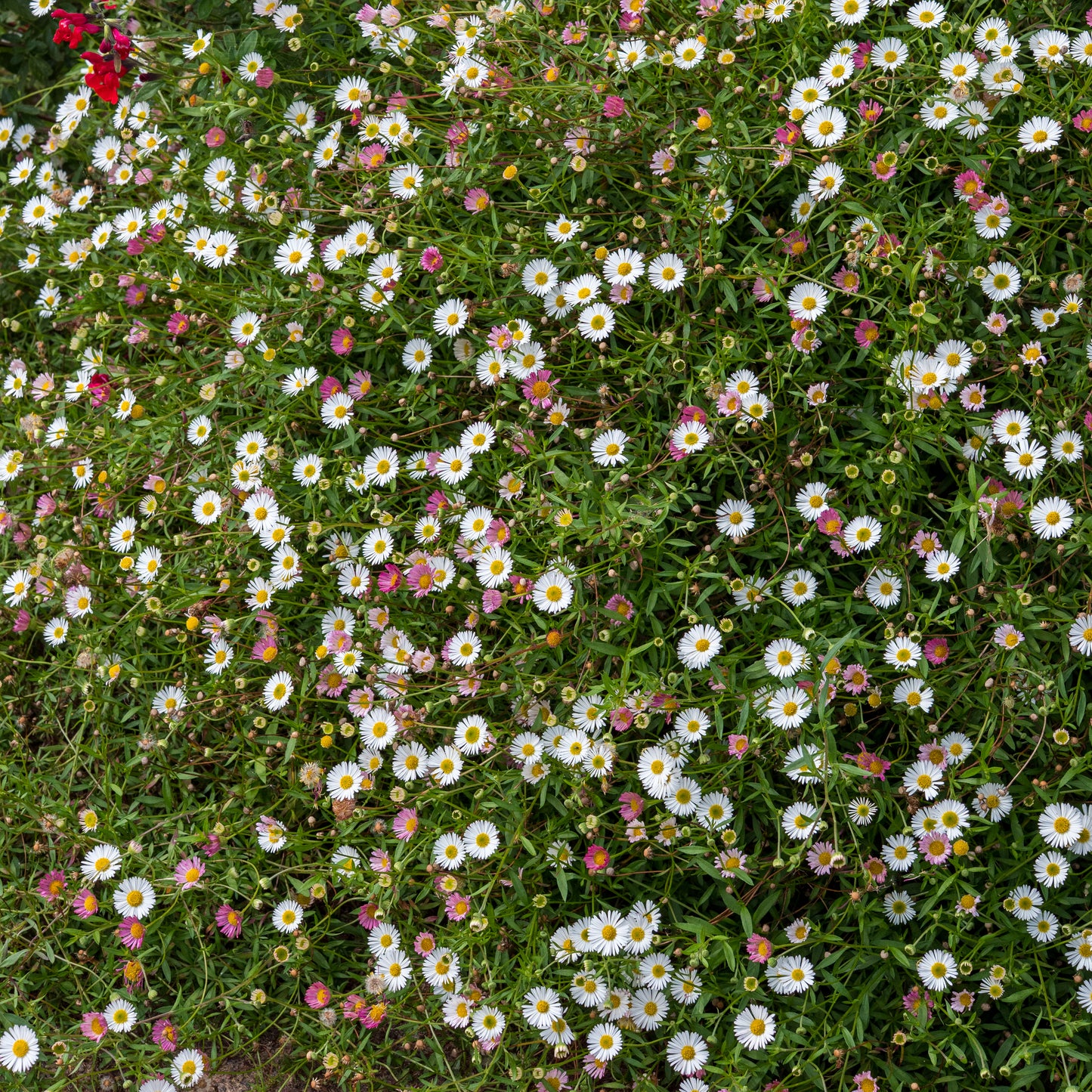 Erigeron karvinskianus