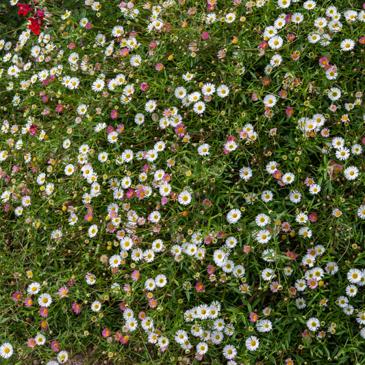Erigeron karvinskianus