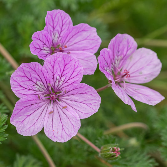 Erodium 'County Park'