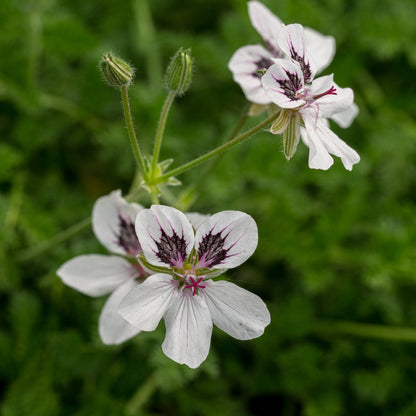 Erodium 'Felicity' - Hardy's Cottage Garden Plants