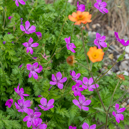 Erodium manescavii - Hardy's Cottage Garden Plants