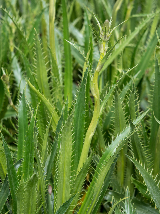 Eryngium agavifolium - Hardy's Cottage Garden Plants