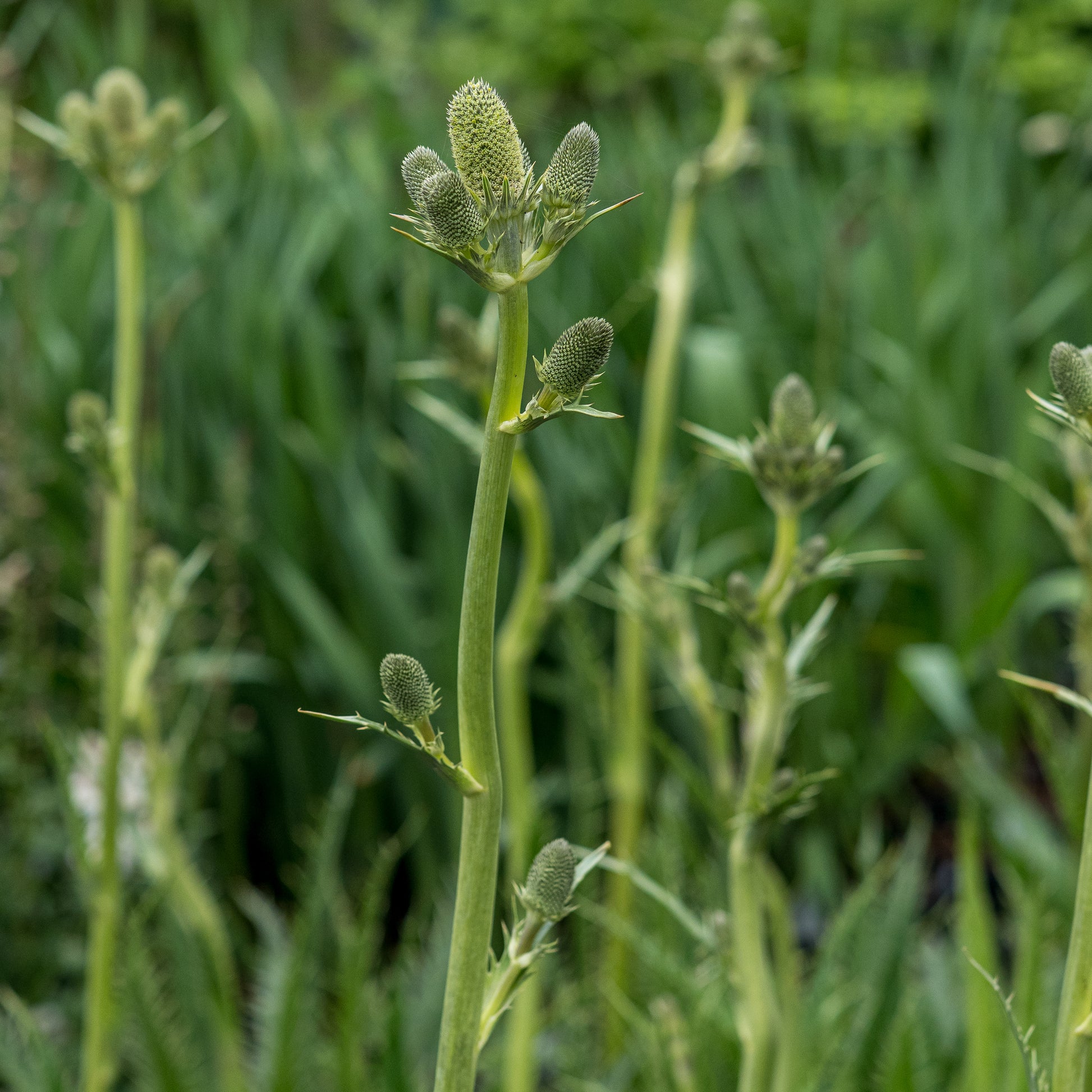 Eryngium agavifolium - Hardy's Cottage Garden Plants