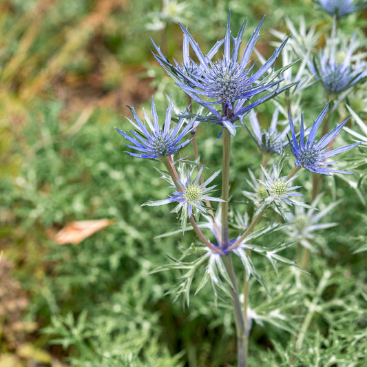 Eryngium bourgatii Picos Amethyst ('Mackpam'PBR)
