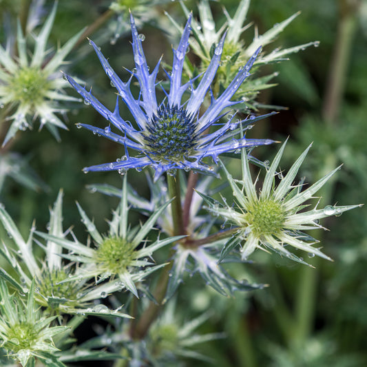 Eryngium bourgatii 'Lapis Blue'