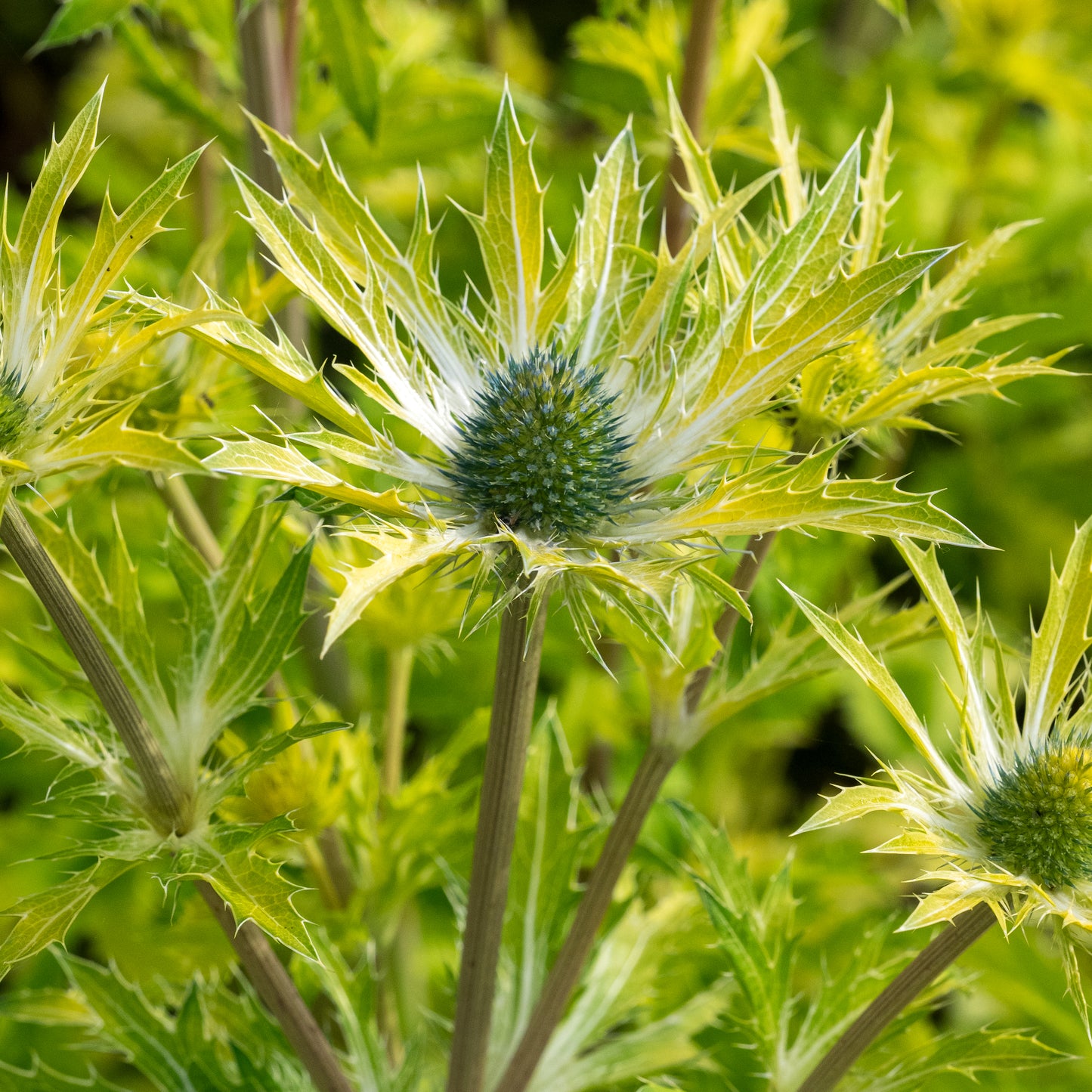 Eryngium × olivierianum 'Neptune's Gold' PBR - Hardy's Cottage Garden Plants