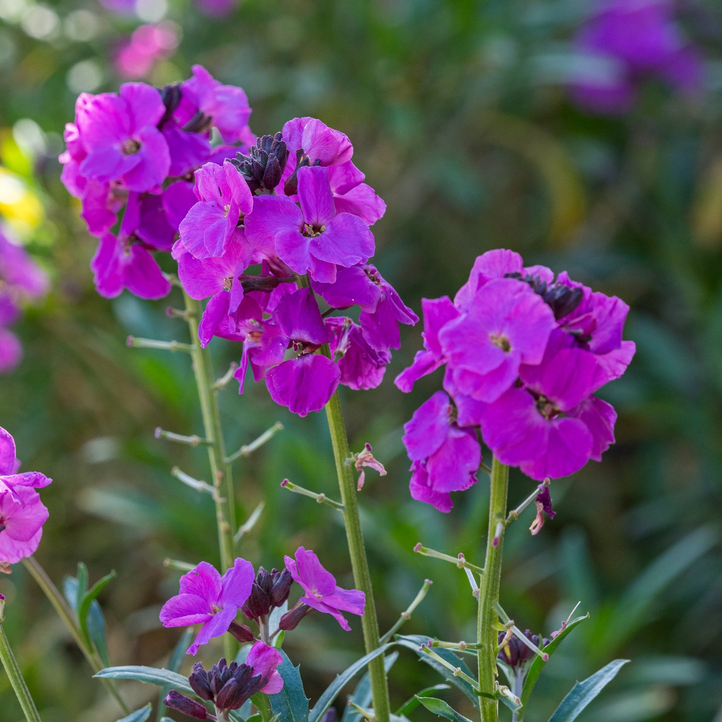 Erysimum 'Winter Joy'