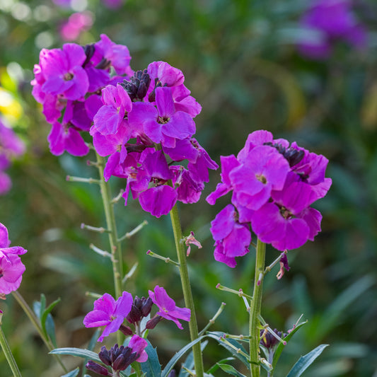 Erysimum 'Winter Joy'