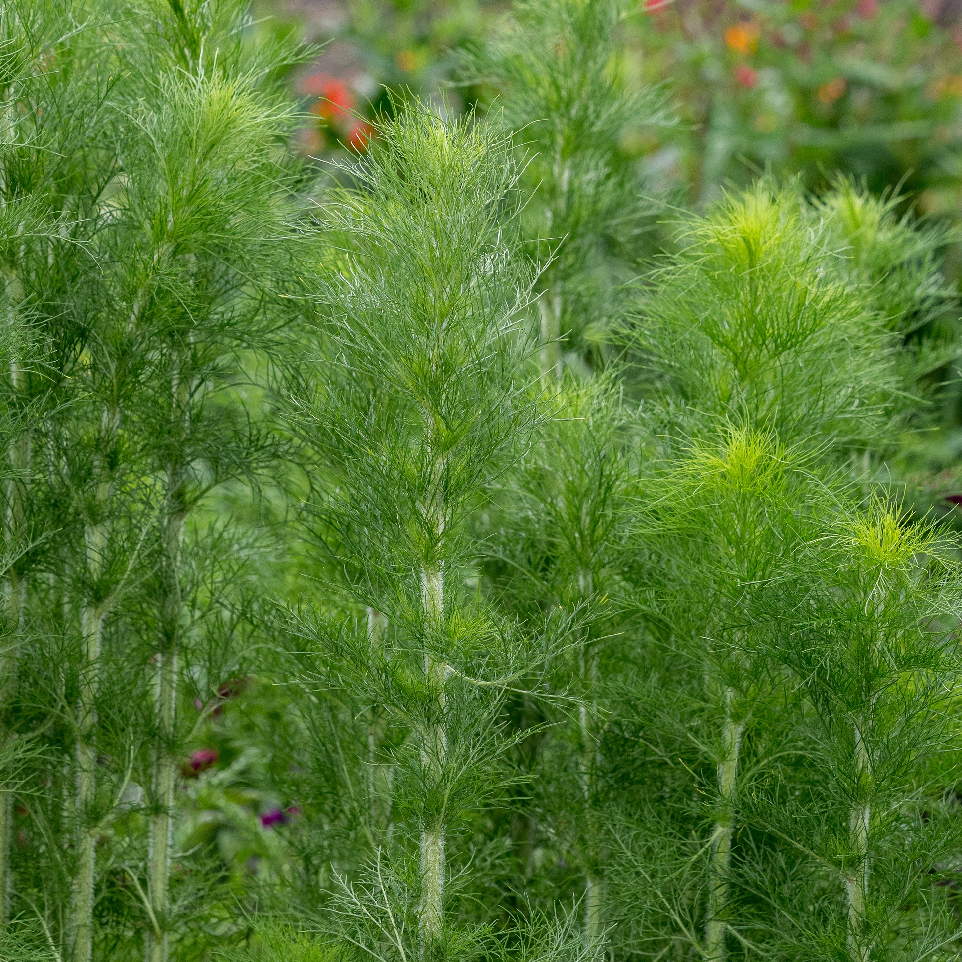 Eupatorium capillifolium - Hardy's Cottage Garden Plants