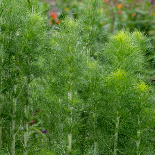 Eupatorium capillifolium