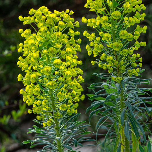 Euphorbia characias subsp. wulfenii