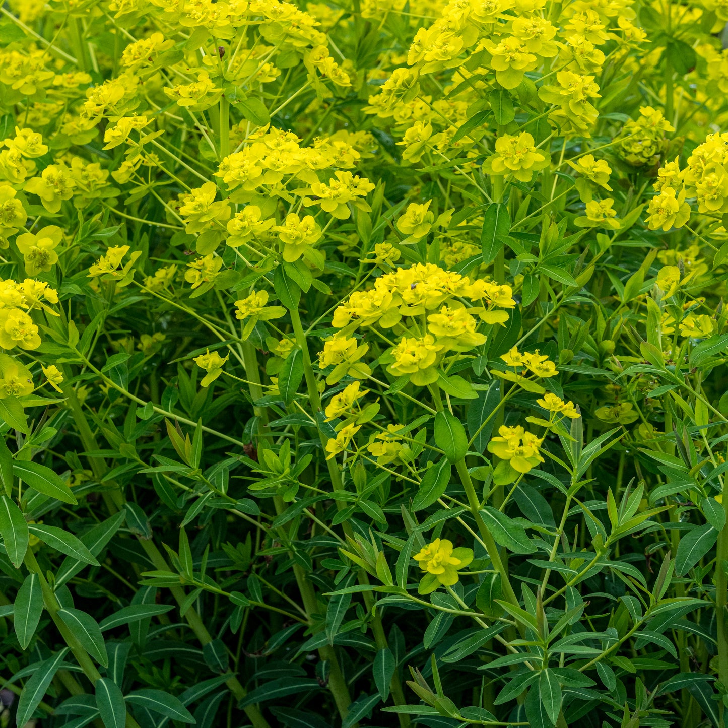 Euphorbia palustris