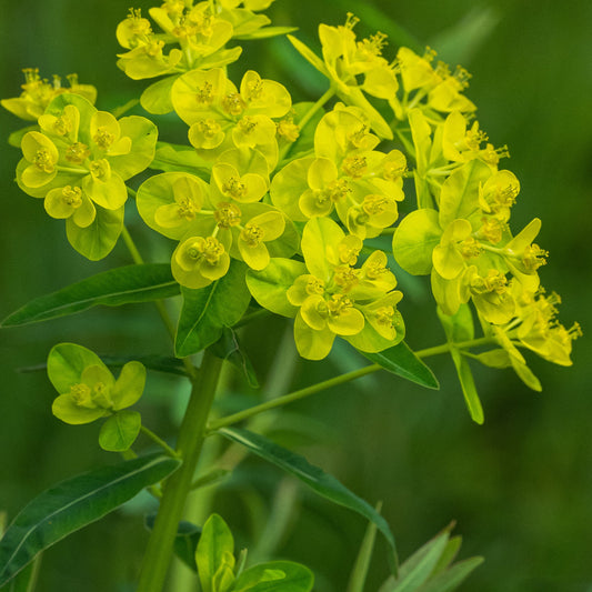Euphorbia palustris 'Walenburg's Glorie'