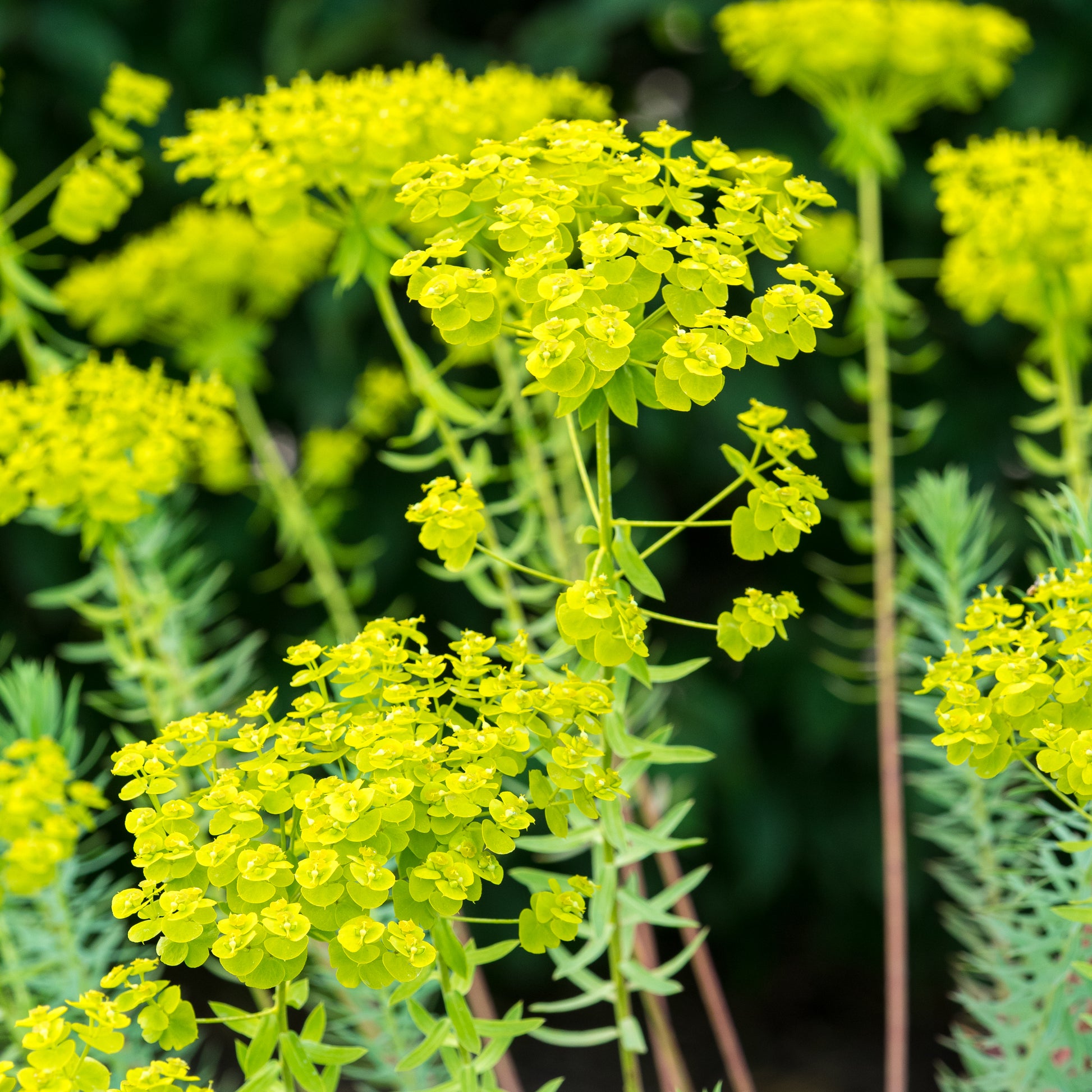 Euphorbia seguieriana - Hardy's Cottage Garden Plants