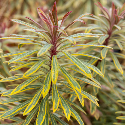Euphorbia × martini 'Ascot Rainbow'PBR - Hardy's Cottage Garden Plants