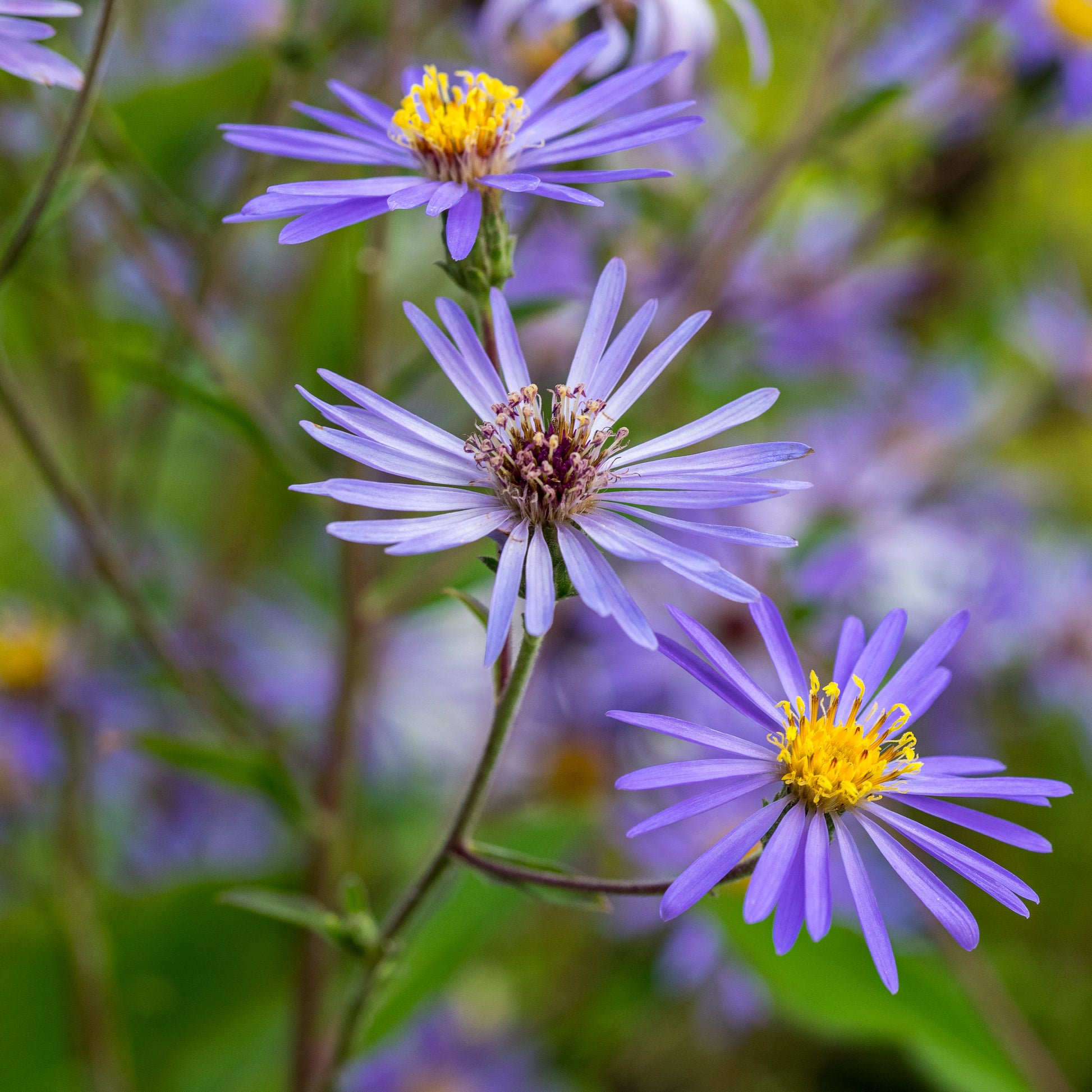 Eurybia x herveyi - Hardy's Cottage Garden Plants