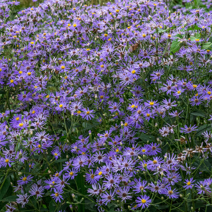 Eurybia x herveyi - Hardy's Cottage Garden Plants