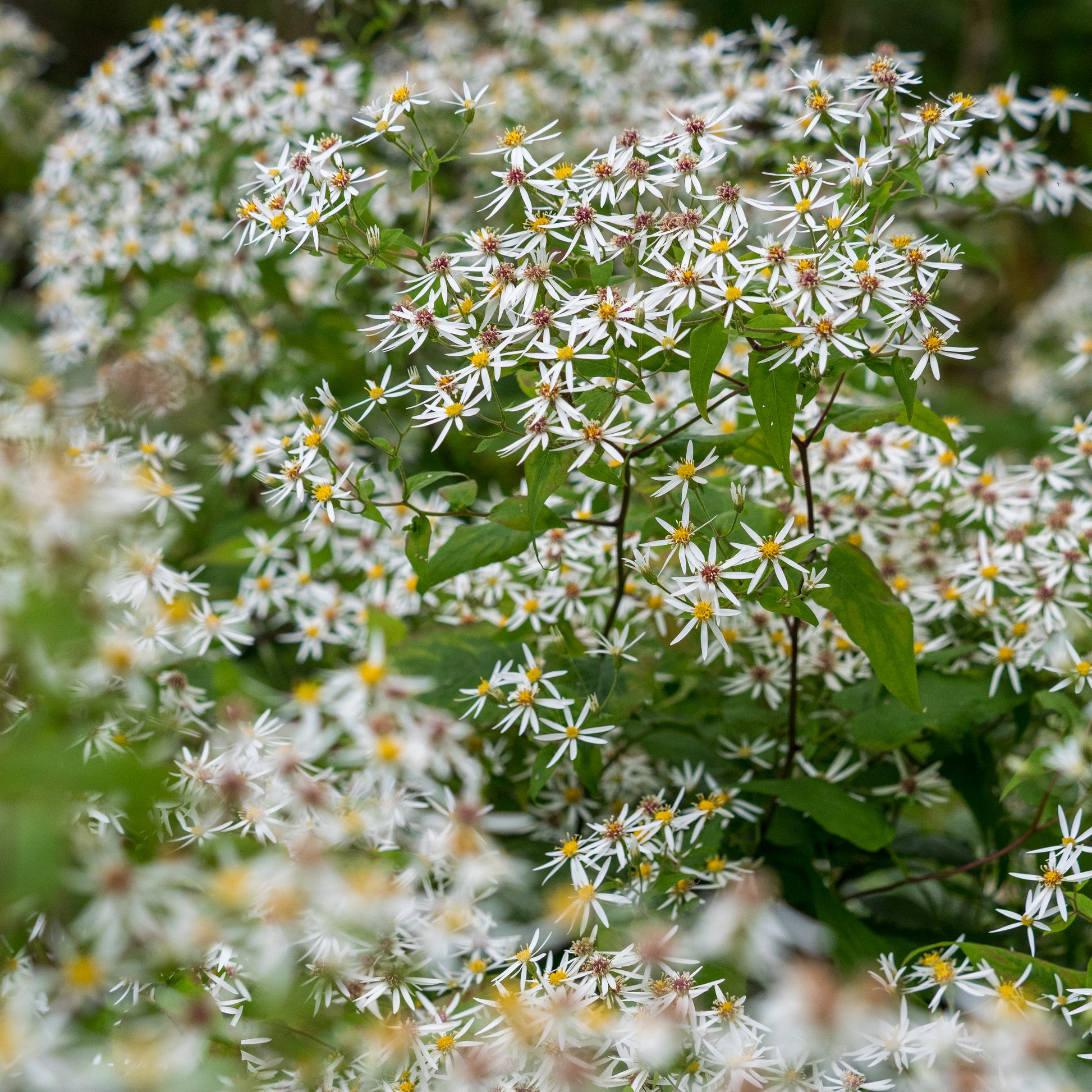 Eurybia divaricata - Hardy's Cottage Garden Plants