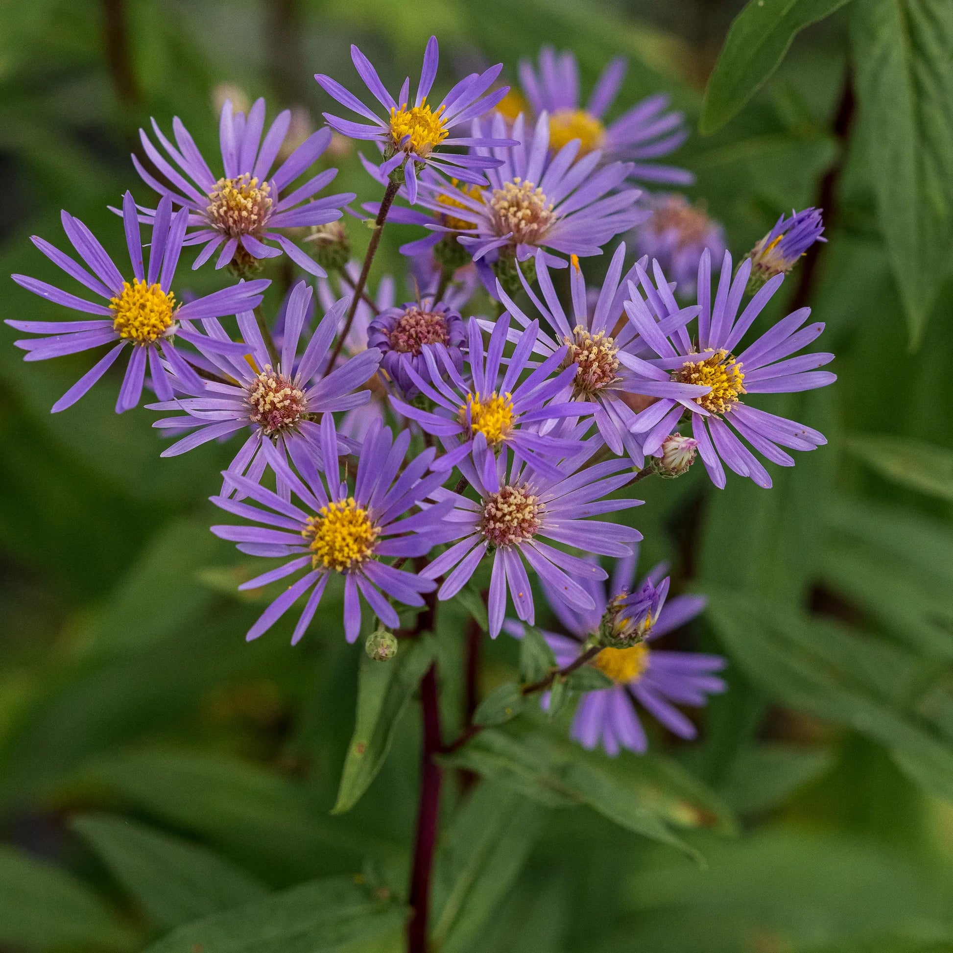 Eurybia radula August Sky starry violet-purple daisy flowers with yellow centres on compact upright stems