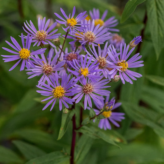 Eurybia radula August Sky starry violet-purple daisy flowers with yellow centres on compact upright stems