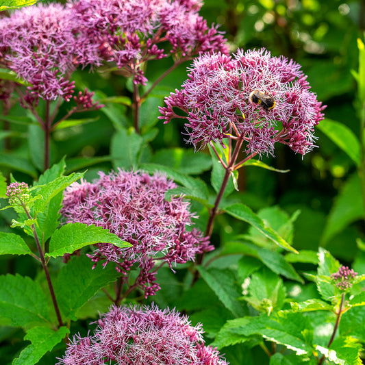 Eutrochium maculatum (Atropurpureum Group) 'Red Dwarf'