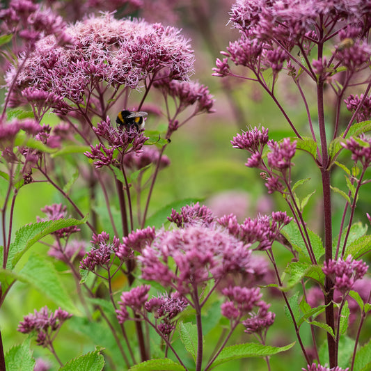 Eutrochium maculatum Atropurpureum Group