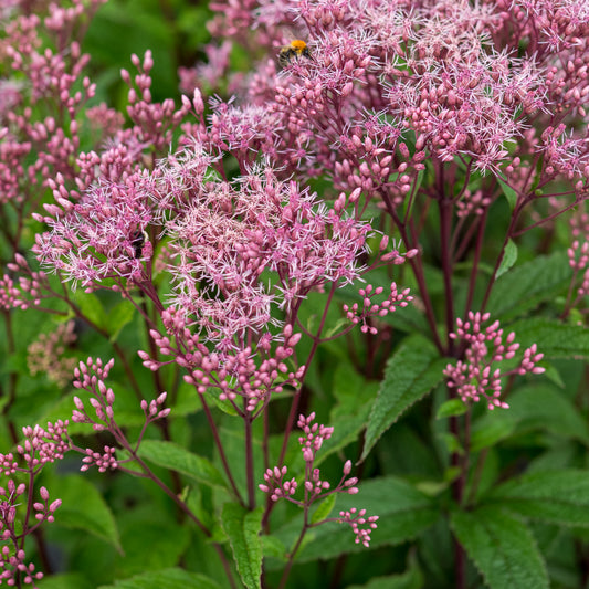 Eutrochium purpureum 'Baby Joe'PBR