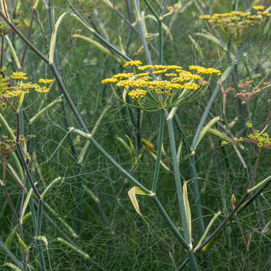 Foeniculum vulgare 'Purpureum'